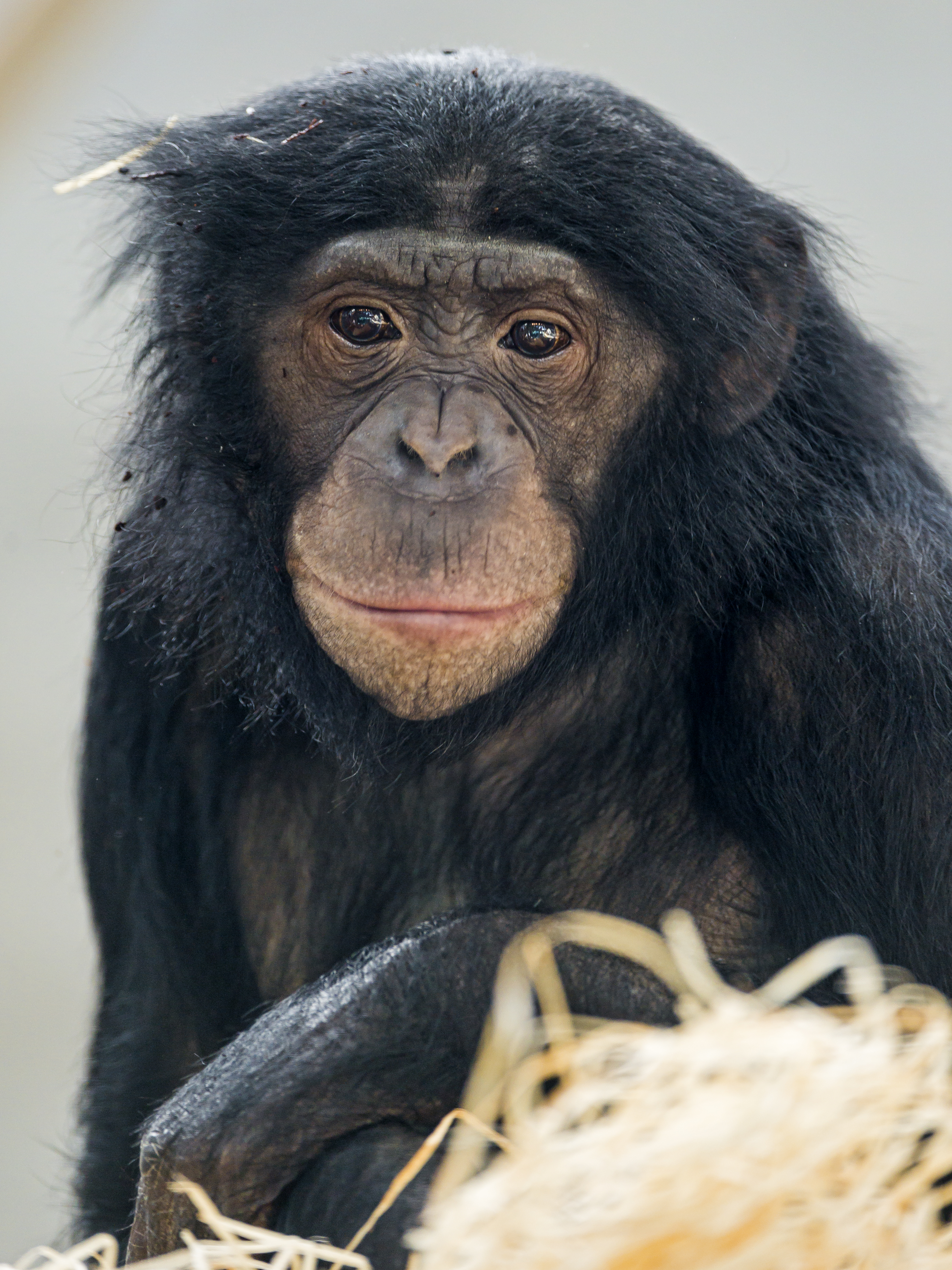Kanzi the bonobo